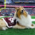 Texas A&M’s Beloved Mascot Reveille X Faces Unexpected Battle After Sudden Eye Removal