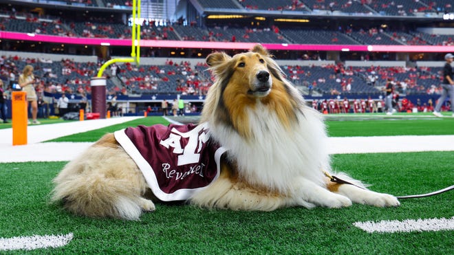 Texas A&M’s Beloved Mascot Reveille X Faces Unexpected Battle After Sudden Eye Removal