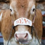 Arch Manning Cleared to Play: Can Texas Shock Vanderbilt in a Stunning Upset?