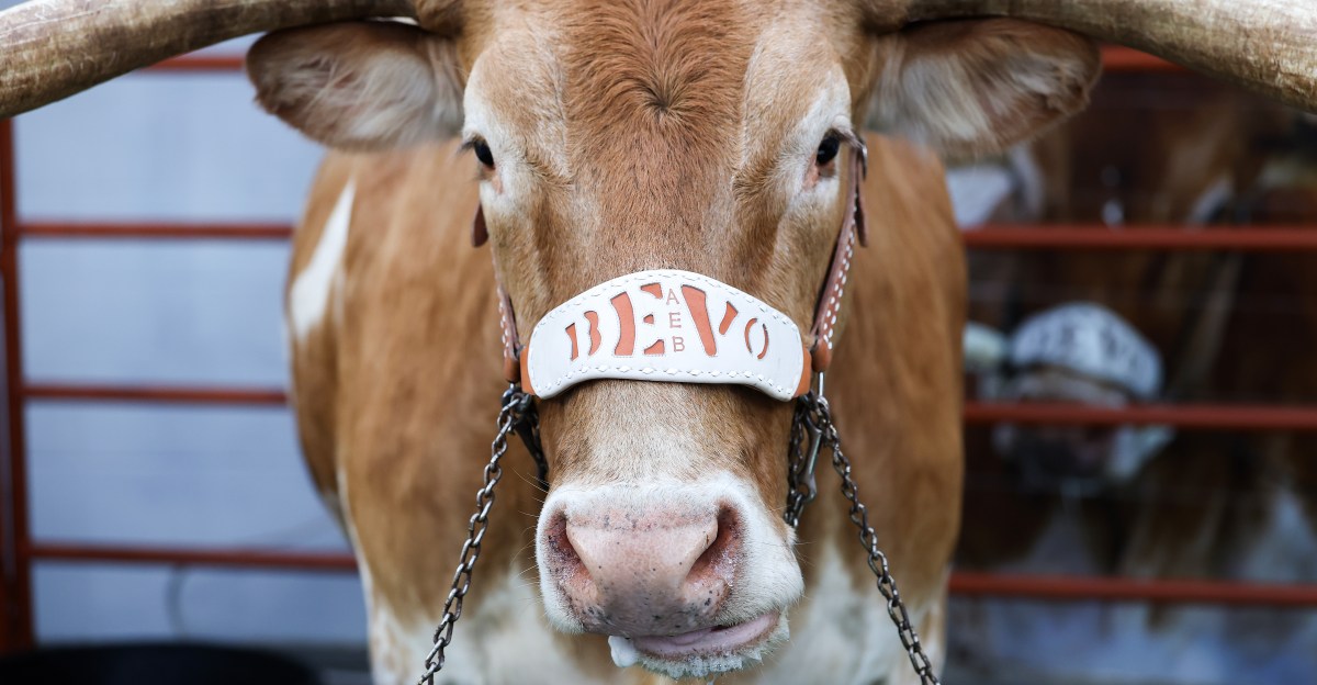 Arch Manning Cleared to Play: Can Texas Shock Vanderbilt in a Stunning Upset?