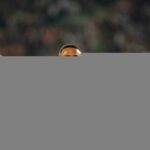 Iraq's World Cup 2026 Squad Shocker: Graham Arnold’s Unexpected Picks Ahead of High-Stakes Play-Offs