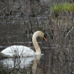 Uncovering the Shocking Truths Hidden in The Daily Mauling: 4/14/26