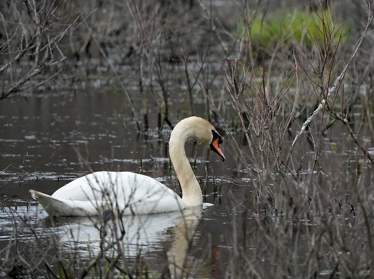 Uncovering the Shocking Truths Hidden in The Daily Mauling: 4/14/26