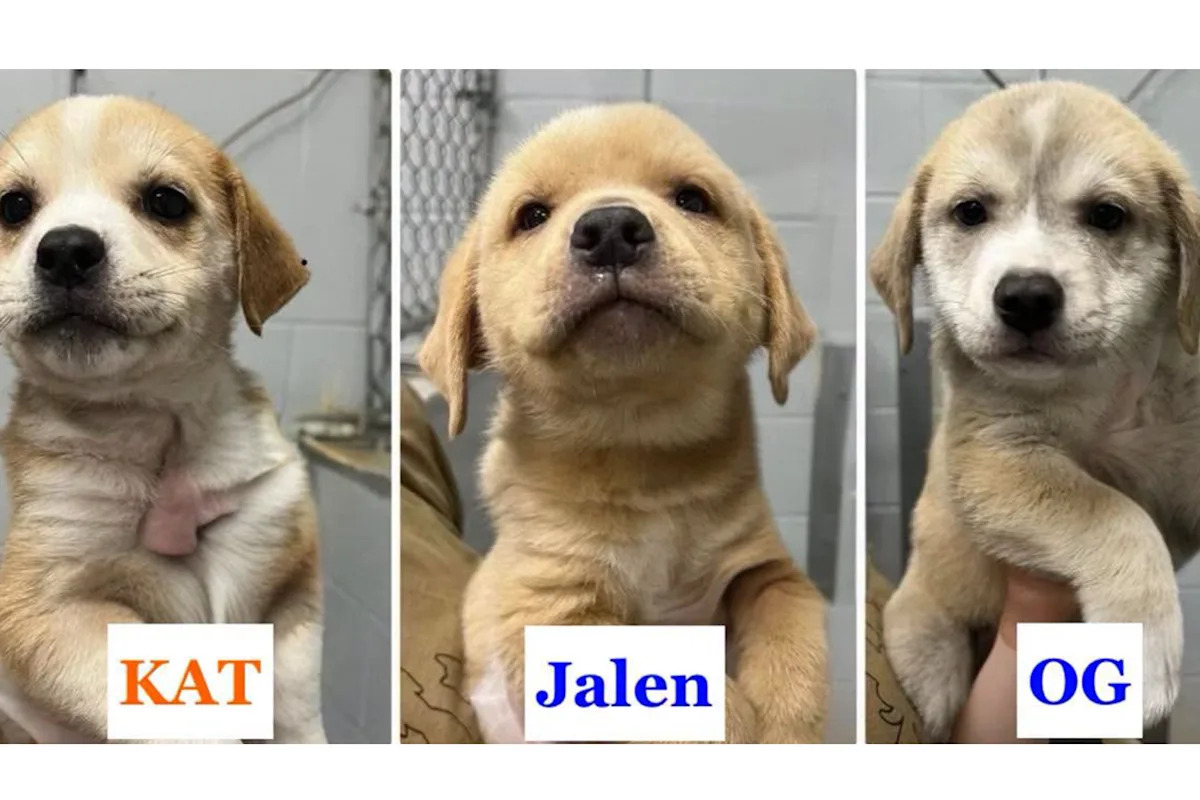 Meet the Unexpected New Stars: Rescue Puppies Named After NYC Champs' Starting Five Steal Hearts!